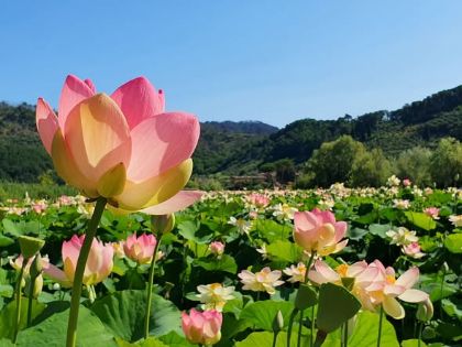 Festa delle Fioriture lungo La Via delle Erbe e dei Fiori