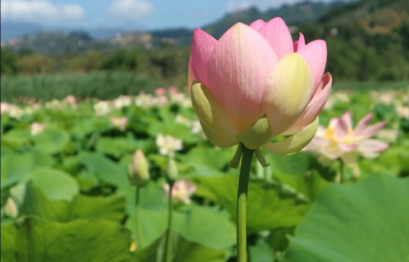 Villa delle Erbe e dei Fiori-3