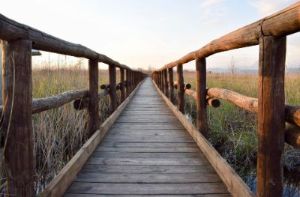 Massaciuccoli lipu lago