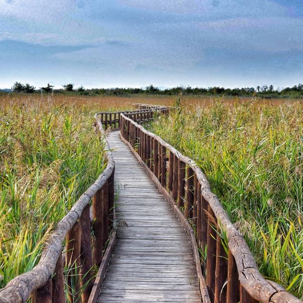 Lago massaciuccoli lipu